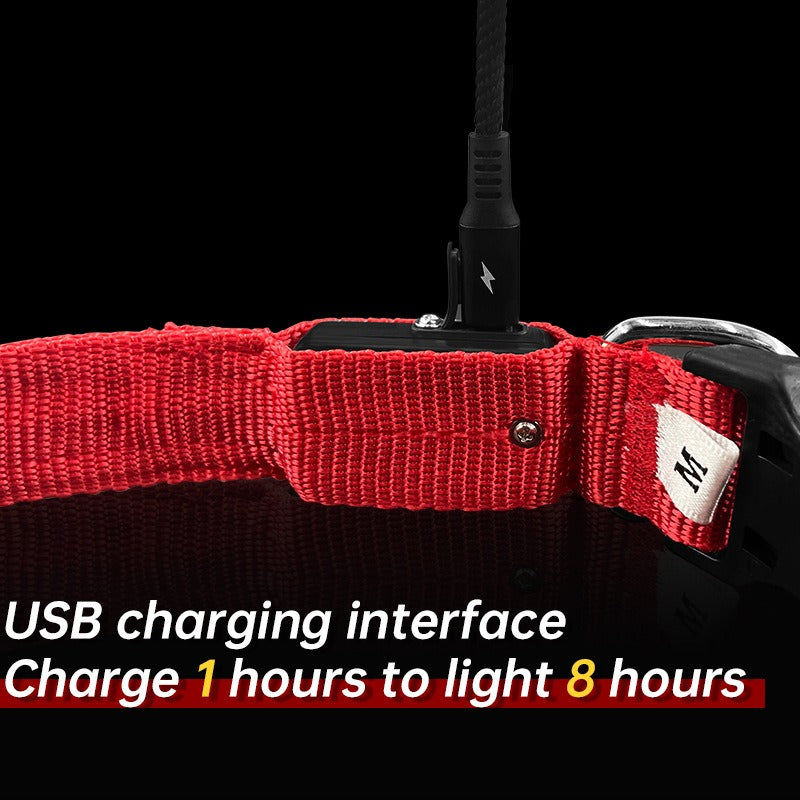 USB aufladbarer LED-Hundehalsband "BauBau"