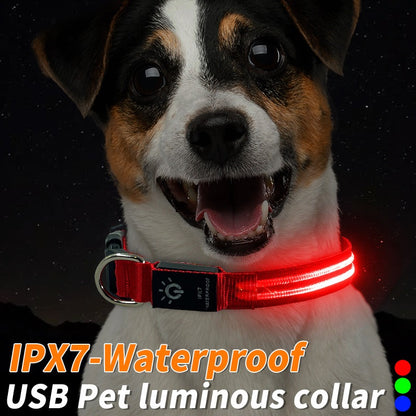 USB aufladbarer LED-Hundehalsband "BauBau"